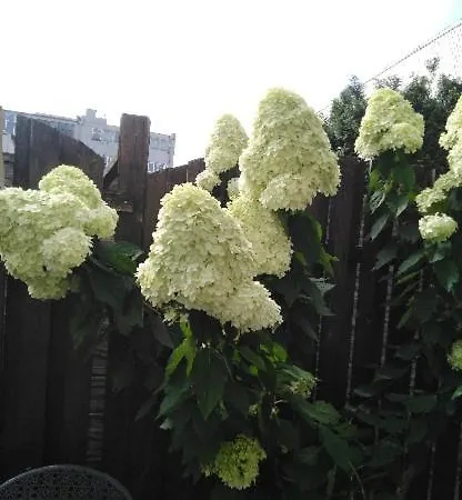 Dwupoziomowy Venus Apartamento *